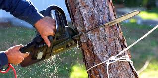 Best Tree Risk Assessment  in Croswell, MI