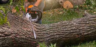 Best Tree Risk Assessment  in Croswell, MI