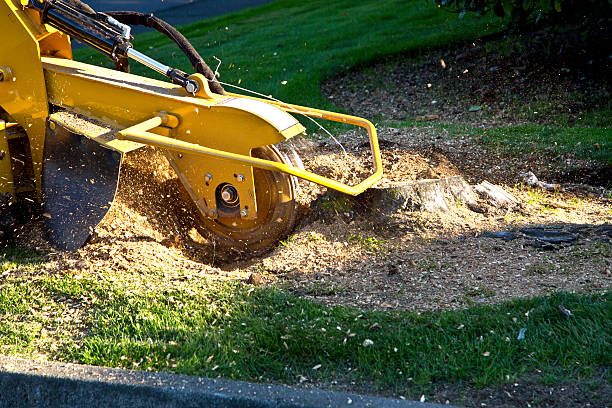 Best Tree Maintenance Programs  in Croswell, MI