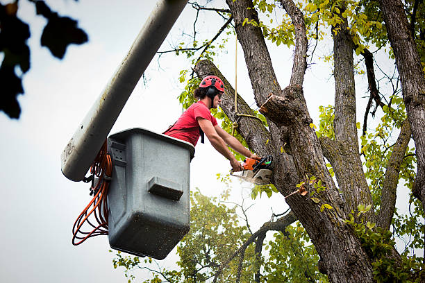 Best Tree Cabling and Bracing  in Croswell, MI